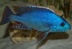 Hap. Fuscoteaniatus - petkiosklive