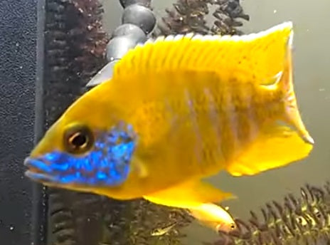 Peacock Yellow Maleri - petkiosklive