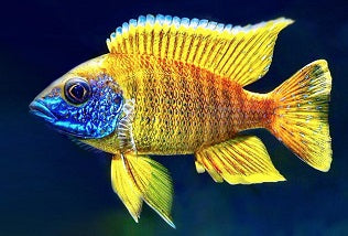 PEACOCK YELLOW BAENSCHI-2"