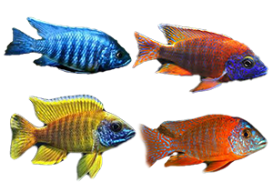 Peacock Assortment Xtra Color - petkiosklive