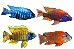 Peacock Assortment Xtra Color - petkiosklive