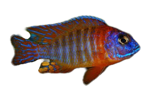 PEACOCK ORANGE SHOULDER-2"