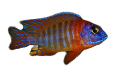 PEACOCK ORANGE SHOULDER-2"