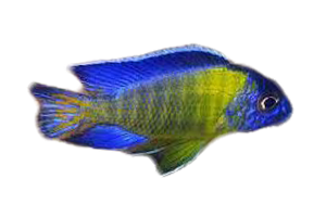 PEACOCK YELLOW USISYA 3"