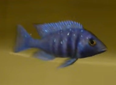 PLACIDO. PHENOCH. BLUE SAP-2.75