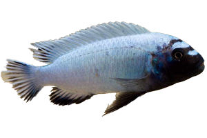 Pseudotropheous  Polit - petkiosklive