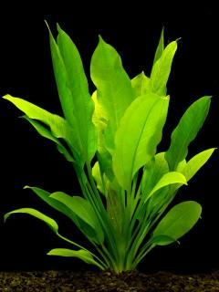 SWORD PLANT ASST. MED.