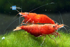 Sakura Orange Shrimp - petkiosklive