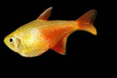 Tetra Von Rio Orange - petkiosklive