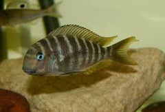 Tropheus Brichardi Kipili - petkiosklive
