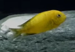 Tropheus Kiriza Gold - petkiosklive