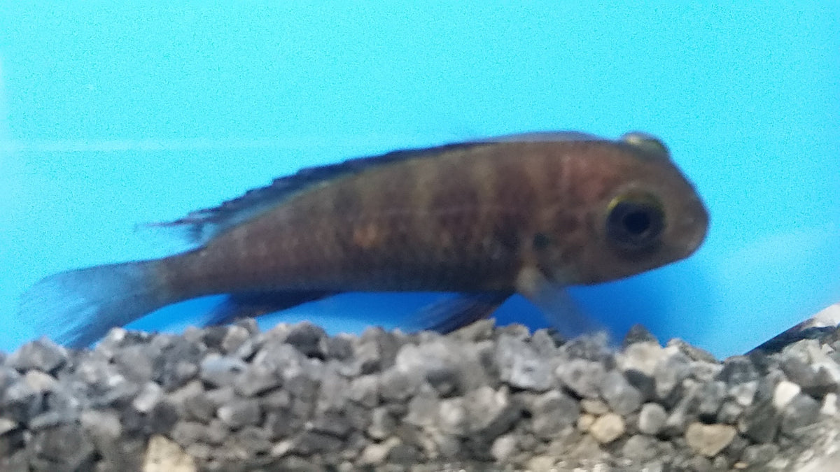 Tropheus Ikola Kaiser - petkiosklive