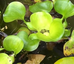 Water Hyacinth 50 0 100 1.45 - petkiosklive