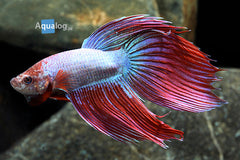 BETTA CAMBODIA MALE-L