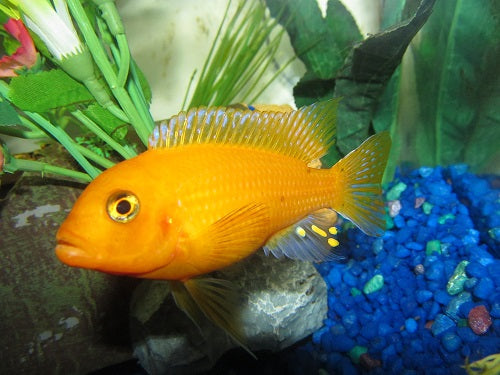 ZEBRA YELLOW-3"
