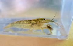 SHRIMP BAMBOO-L