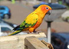 CONURE SUN