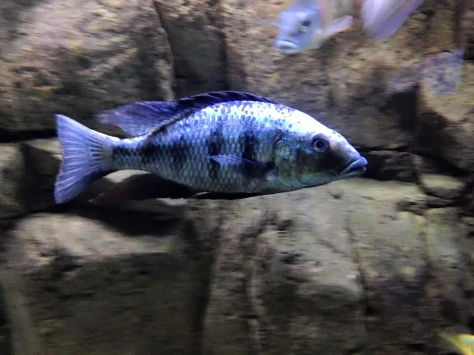 Fossochromis Rostratus