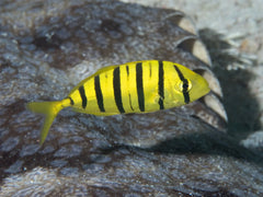 Golden Pilot Fish