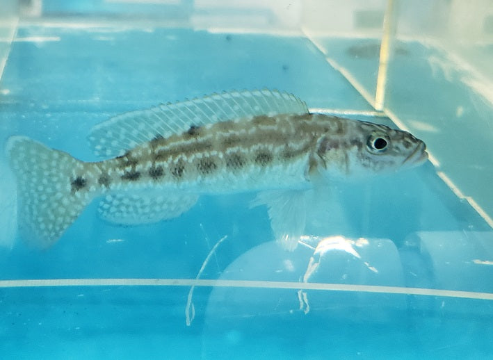 Lepidiolamp. Nkambe - petkiosklive