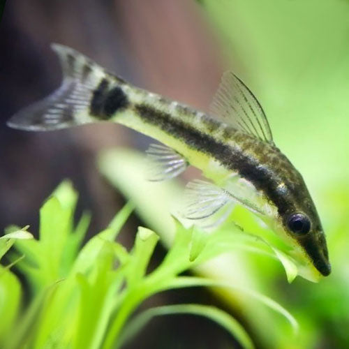 Otocinclus - petkiosklive