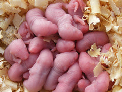 Mouse Pinky - petkiosklive