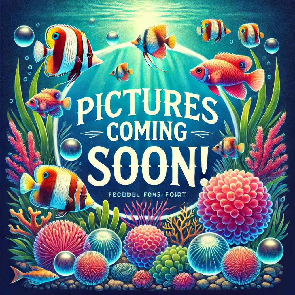 Clownfish Gold Stripear. Tr