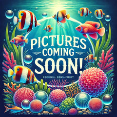 Clownfish Gold Stripear. Tr