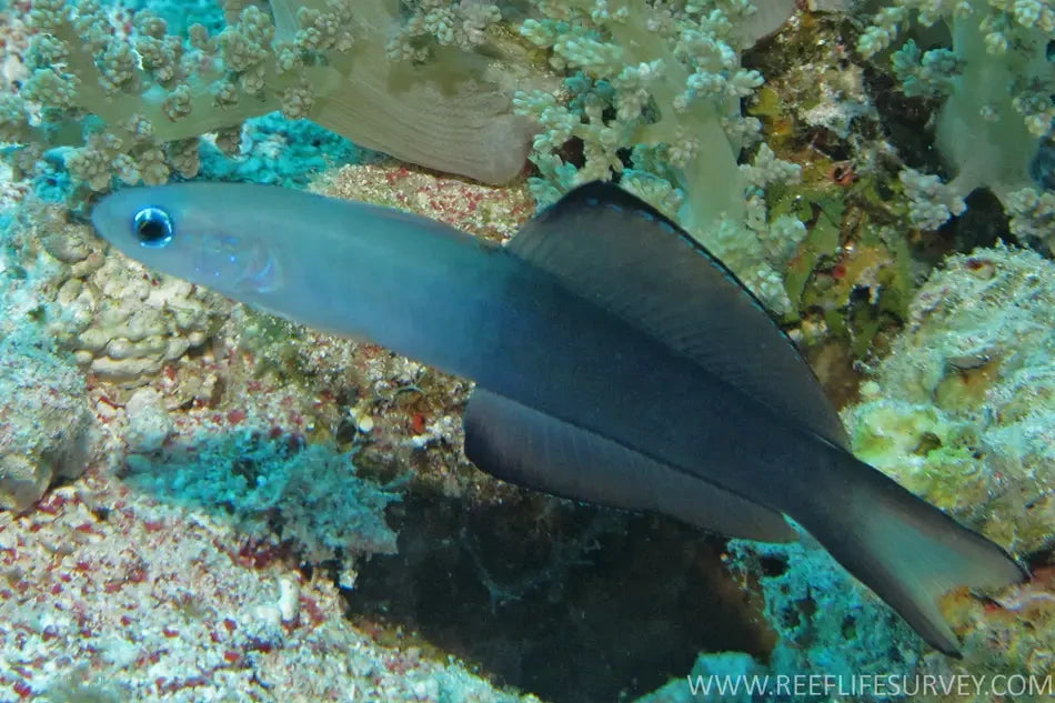 Goby Scissor Tail Bali