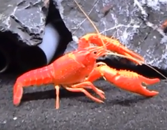 Lobster Neon Orange - petkiosklive