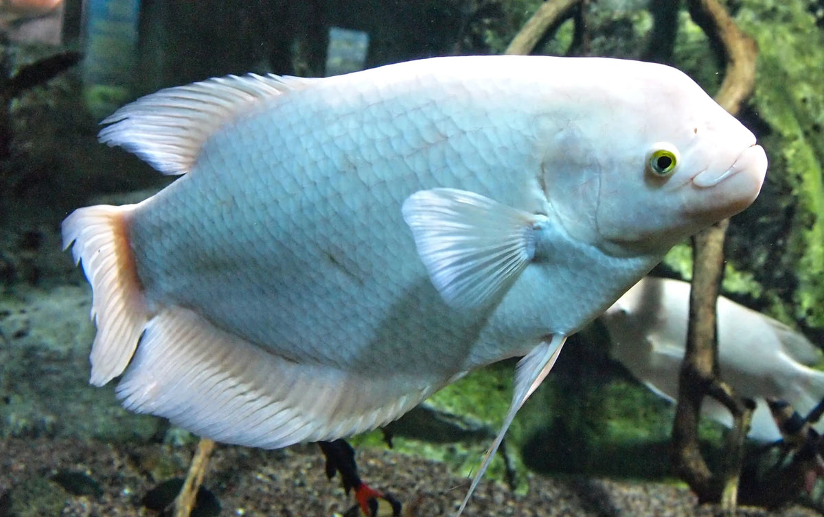 Gourami Osphronemus Gold