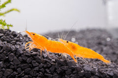 Shrimp Orange Sunkist - petkiosklive