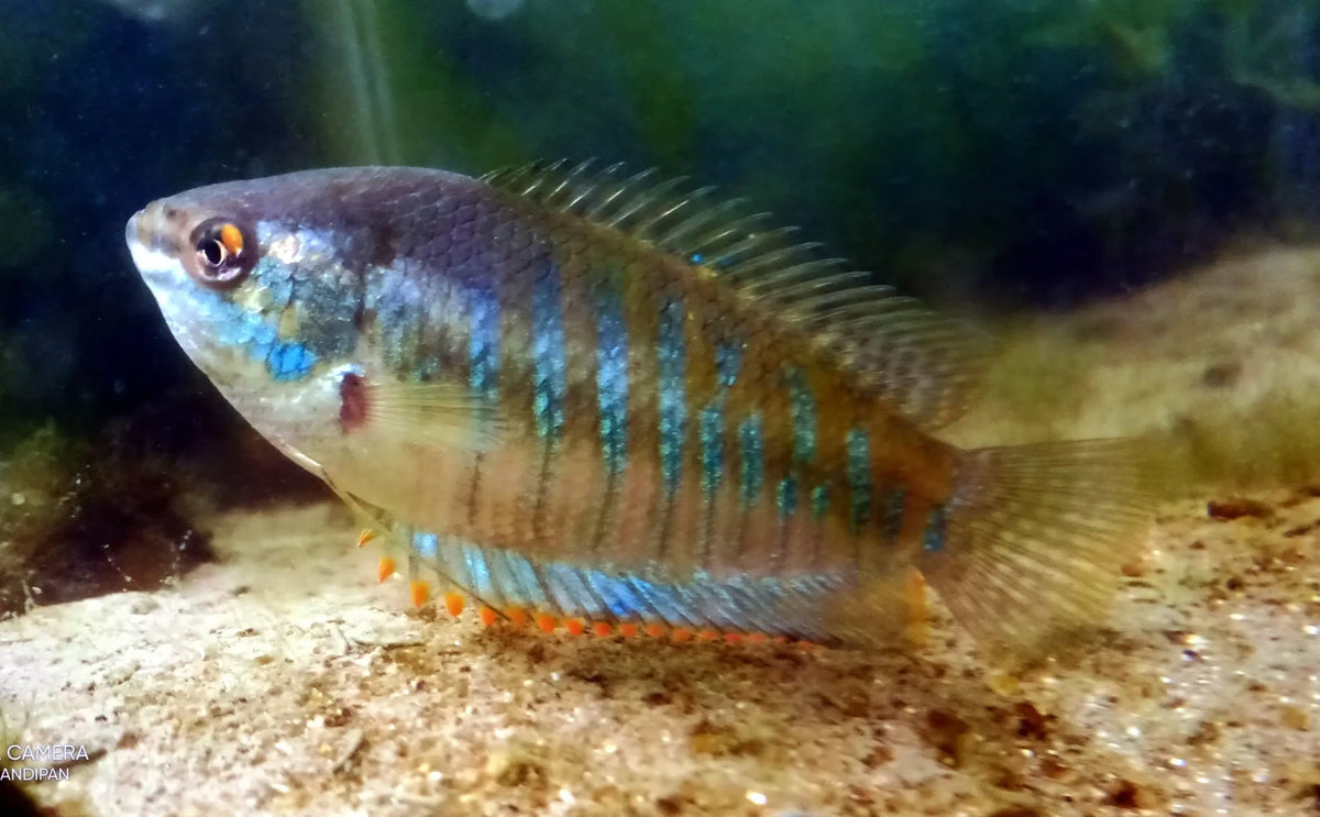 Gourami Giannt Banded