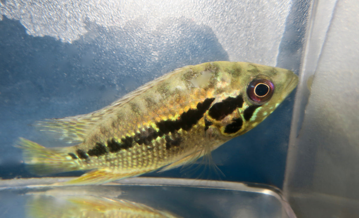 YELLOW JACKET FRIEDRICHSTAHLI-2