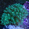 Anemone Bubble Tip Green
