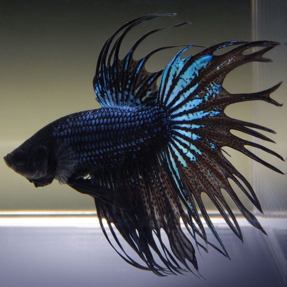 Betta Dumbo Crowntailale - petkiosklive