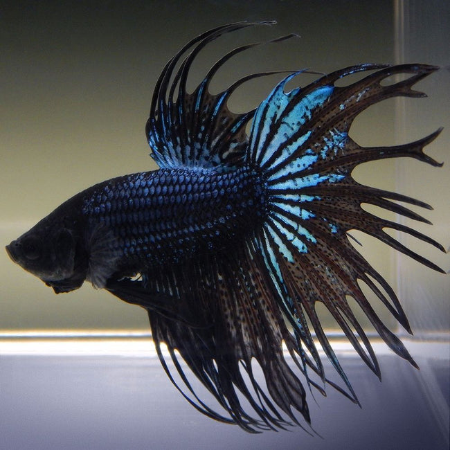 Betta Dumbo Crowntail male