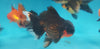 Oranda Broadtail Asst