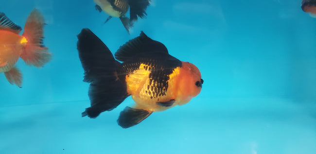 Oranda Broadtail Asst