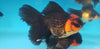 Oranda Broadtail Asst