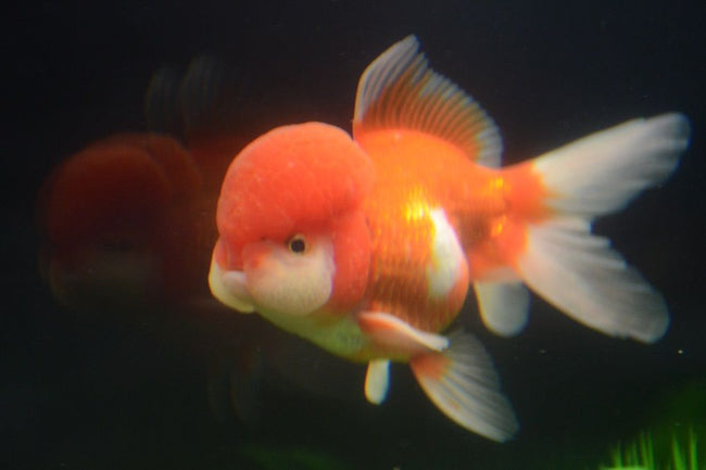 Oranda Red & White
