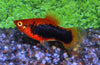 Platy Red Tux