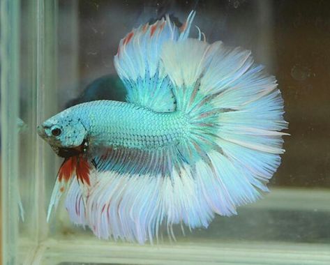 Betta Asst Grade A - petkiosklive