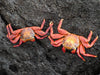 Crabs Sally Lightfoot