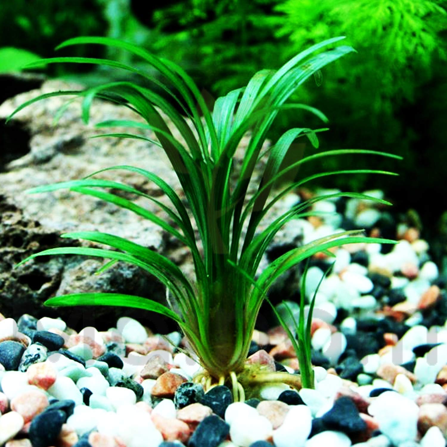 Mondo Grass - petkiosklive