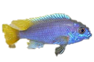 Pseudotropheus Acei - petkiosklive