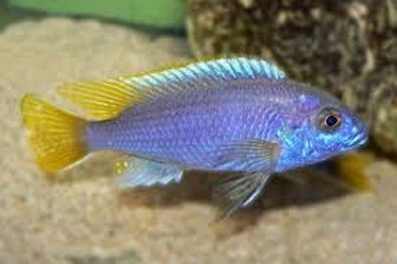 Pseudotropheus Acei - petkiosklive