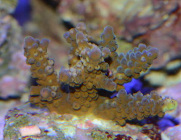 Acropora Cultred Assortment