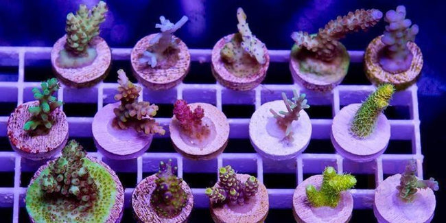 Acropora Cultred Assortment