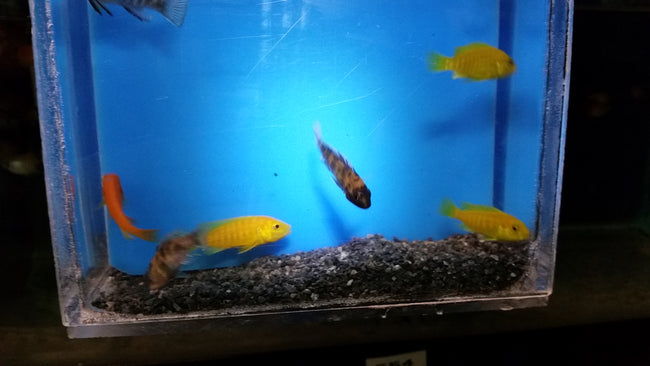 African Cichlid Asst.